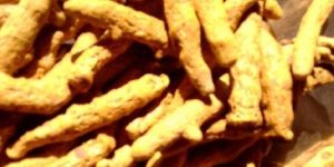 Turmeric Finger