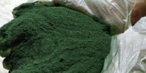 Spirulina Powder