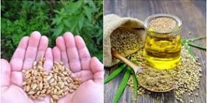 Hemp Seed Oil