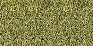 Green Millet Seeds