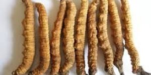 Cordyceps Sinensi