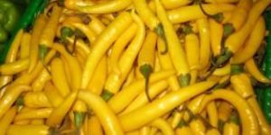 Yellow Chilli Powder