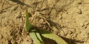 Aloe Vera Babies