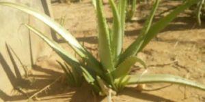 Aloe Vera Plants