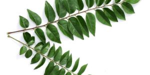 Curry Leaves