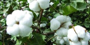 Raw Cotton