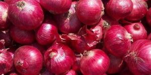 Onion
