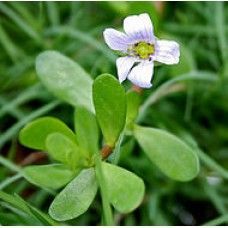 Bacopa Moniera