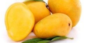 Alphonso Mango