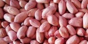 Groundnut Kernel