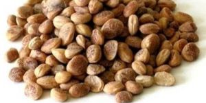 Charoli Nuts
