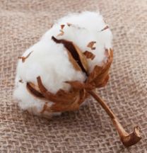 Raw Cotton