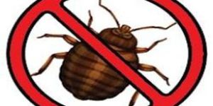 Bed Bug Pest Control