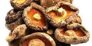 Dried Mushroom