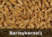 Organic Barley