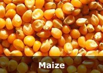 Organic Maize Seed