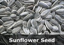 Organic Safflower Seeds