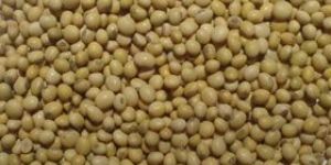 Soya Bean Seeds