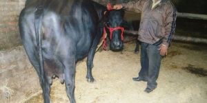 Live Ganga Murrah Buffalo