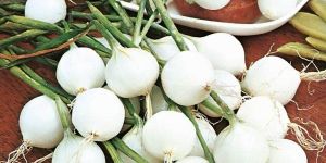 Fresh Silver Skin Onion