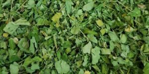 Dried Moringa Leaves