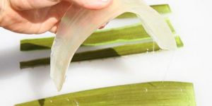 Aloe Vera Pulp
