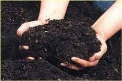 Bio Organic Fertilizer