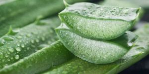 Fresh Aloe Vera Leaves