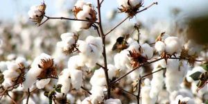 Raw Cotton