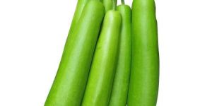 Fresh Bottle Gourd