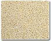 Mustard Seeds