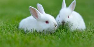 Rabbit Farming