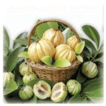 Garcinia Cambogia Dry Extract