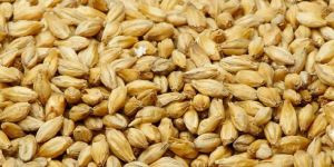 Barley Seed