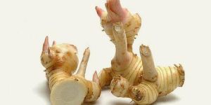 Galangal Root