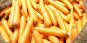 Fresh Carrot
