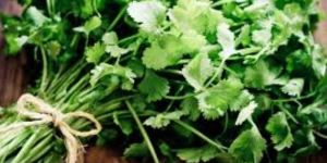 Fresh Coriander