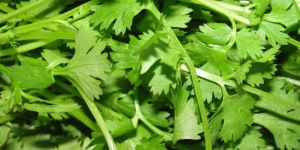 Fresh Coriander Leaves