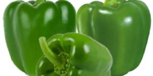 Fresh Green Capsicum