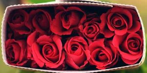Fresh Red Rose