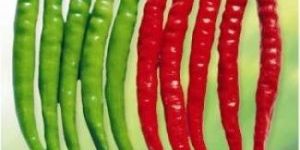 Hybrid Hot Pepper Seed