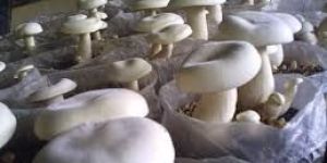 Fresh Milky Mushroom