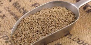 Cumine Seed