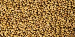 Coriander Seeds