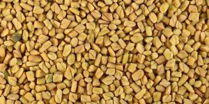 Fenugreek Seed