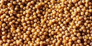Mustard Seeds
