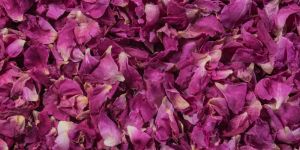 Rose Petals