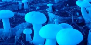 Milky White Mushroom