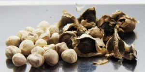 Moringa Seeds