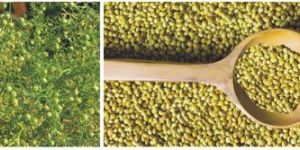 Coriander Seed